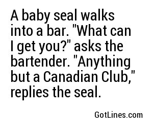 A baby seal walks into a bar. 