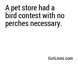 A pet store had a bird contest with no perches necessary.