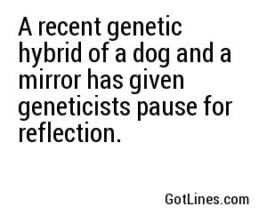 A recent genetic hybrid of a dog and a mirror has given geneticists pause for reflection.
