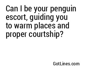 Can I be your penguin escort, guiding you to warm places and proper courtship?