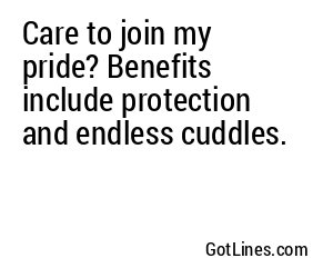 Care to join my pride? Benefits include protection and endless cuddles.