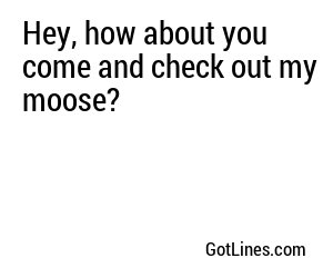 Hey, how about you come and check out my moose?
