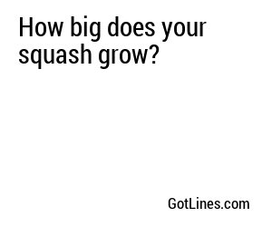 How big does your squash grow?
