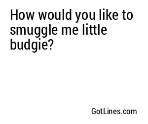 How would you like to smuggle me little budgie?
