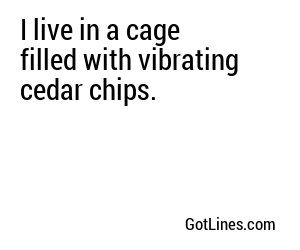 I live in a cage filled with vibrating cedar chips.