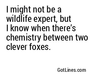 I might not be a wildlife expert, but I know when there’s chemistry between two clever foxes.