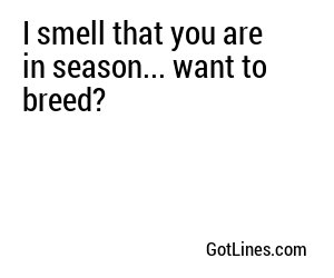I smell that you are in season... want to breed?
