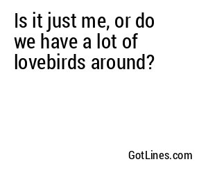 Is it just me, or do we have a lot of lovebirds around?