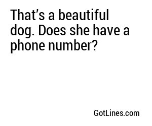 That’s a beautiful dog. Does she have a phone number?