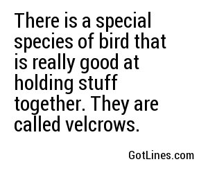 There is a special species of bird that is really good at holding stuff together. They are called velcrows.

