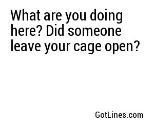 What are you doing here? Did someone leave your cage open?