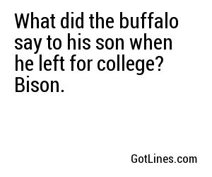 What did the buffalo say to his son when he left for college? Bison.