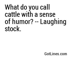 What do you call cattle with a sense of humor? -- Laughing stock.