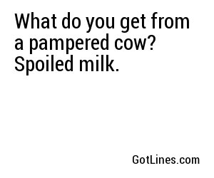 What do you get from a pampered cow? Spoiled milk.
