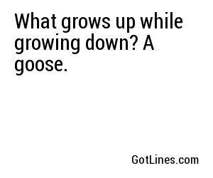 What grows up while growing down? A goose.
