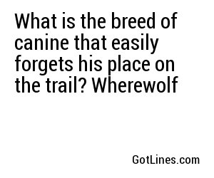 What is the breed of canine that easily forgets his place on the trail? Wherewolf