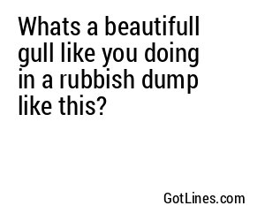 Whats a beautifull gull like you doing in a rubbish dump like this?
