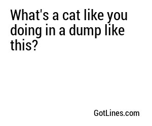 What's a cat like you doing in a dump like this?
