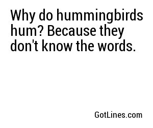 Why do hummingbirds hum? Because they don't know the words. 