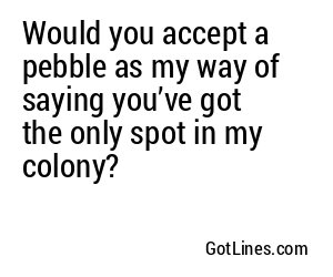 Would you accept a pebble as my way of saying you’ve got the only spot in my colony?