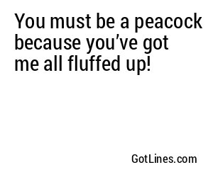 You must be a peacock because you’ve got me all fluffed up!