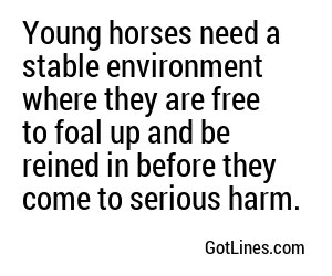 Young horses need a stable environment where they are free to foal up and be reined in before they come to serious harm.
